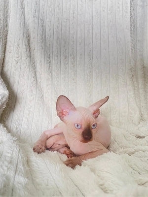 Pisicute Sfinx Sphynx - imagine 3