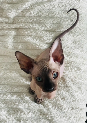 Pisicute Sfinx Sphynx - imagine 2