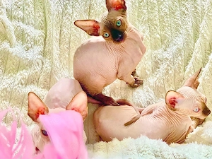 Pisicute Sfinx Sphynx