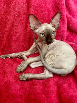 Pisicute Sphynx Sfinx in Bucuresti - imagine 3