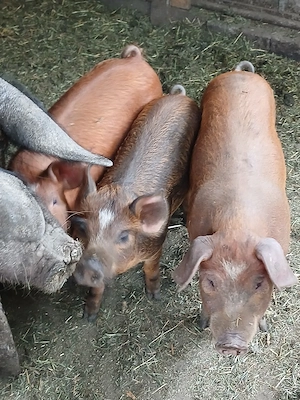 purcei de vânzare