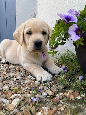 Labrador Retriever 
