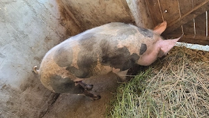 Vand 2 porci pietrean sau schimb pe lemne   cereale - imagine 2