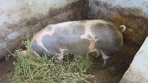 Vand 2 porci pietrean sau schimb pe lemne   cereale - imagine 4
