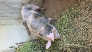 Vand 2 porci pietrean sau schimb pe lemne   cereale