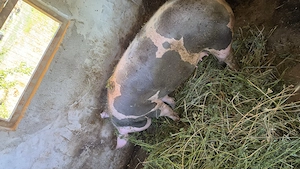 Vand 2 porci pietrean sau schimb pe lemne   cereale - imagine 5