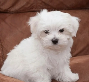 Asigur transport !!! Vand pui Bichon Maltez mascul mini toy !!! - imagine 3