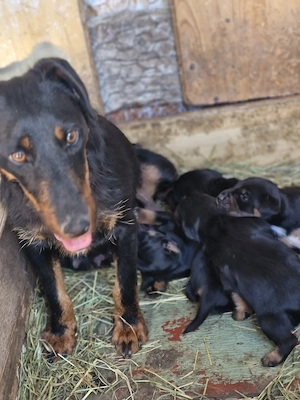 catei jagdterrier 