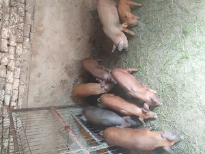 Vând șapte purcei de zece săptămâni cu 400 de lei bucata - imagine 3