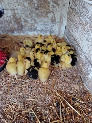 Vând pui de rață mută!