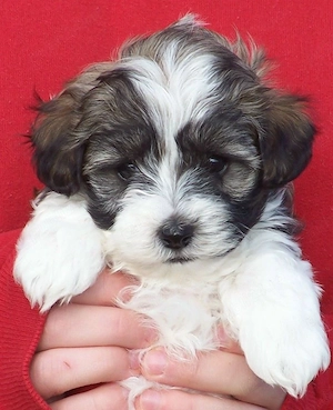 Bichon havanez