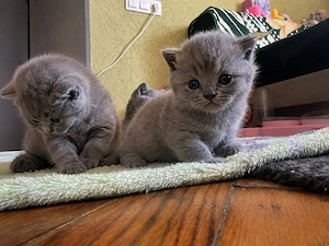 puiuți british shorthair 
