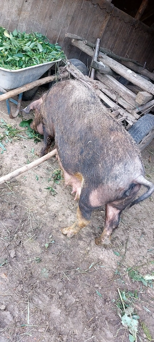 Vând o scroafa duroc cu 10 purcei - imagine 5