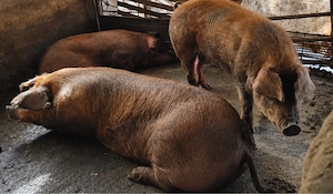 Vand 3 porci duroc - 8,5 lei kg