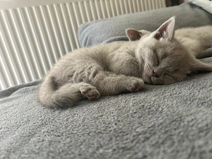 Ofer spre vânzare 2 fetițe British Shorthair - imagine 5