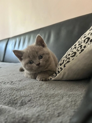 Ofer spre vânzare 2 fetițe British Shorthair - imagine 2
