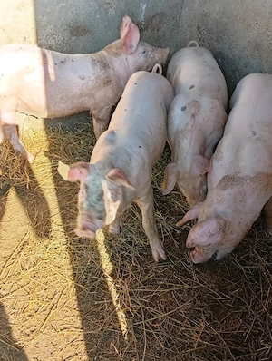 porci de vezare - imagine 4