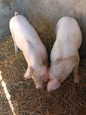 porci de vezare