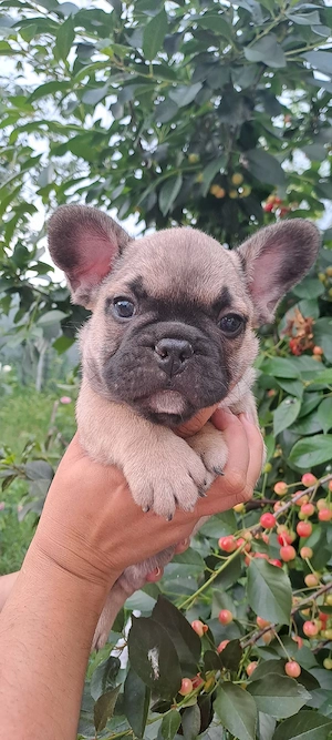 Bulldog Francez