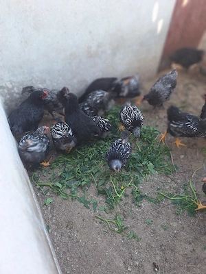 Pui wiandot si australop 