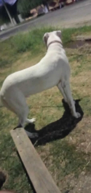 Vand catei din Rasa Dog Argentinian - imagine 4