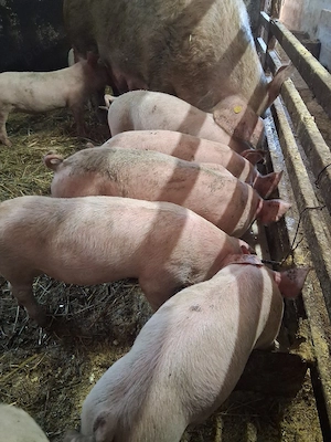 Vand purcei de 7 săptămâni castrați și deparazitați! 