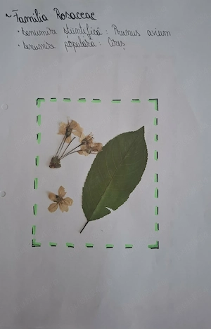 ierbar 20 specii( Fam. Liliaceae, Fabaceae, Rosaceae, Poaceae, Pinaceae, Cupressaceae) 