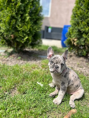 Bulldog Francez Merle - imagine 2
