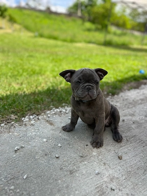 Bulldog Francez Merle - imagine 4