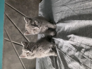 Pisicuțe British Shorthair