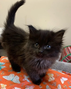 Maine Coon disponibil 