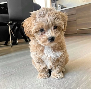 Maltipoo Caniche Poodle Pudel Mini Toy  - imagine 2