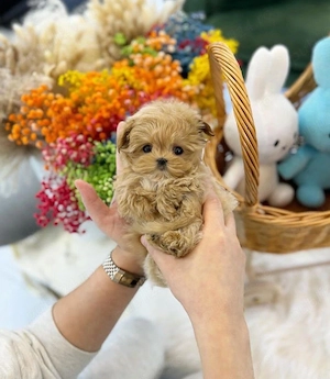 Maltipoo Pudel Poodle Mini Toy tea cup  - imagine 3