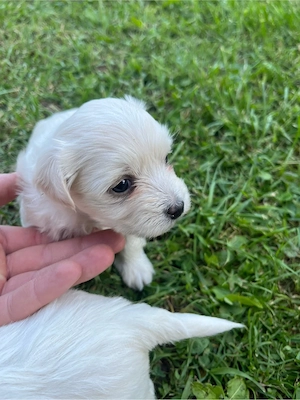 Bichon Frisé   pui de rasă, sănătoși și bine îngrijiți - imagine 2