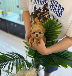 Maltipoo Pudel Poodle Mini Toy tea cup 
