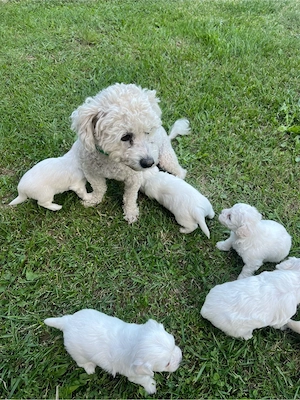 Bichon Frisé   pui de rasă, sănătoși și bine îngrijiți - imagine 5