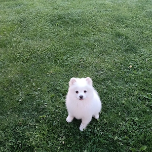 pomerAnian mini spitz - imagine 2