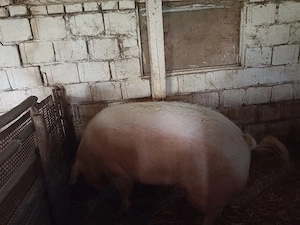Porci de vânzare - imagine 2