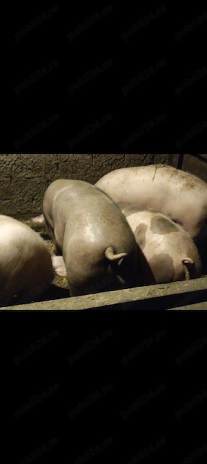 vând porci crescuți natural  - imagine 3