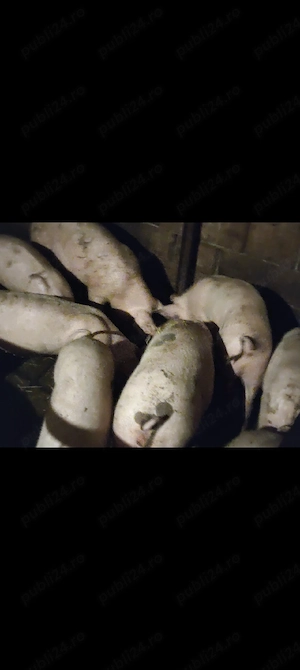 vând porci crescuți natural  - imagine 2