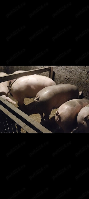 vând porci crescuți natural 