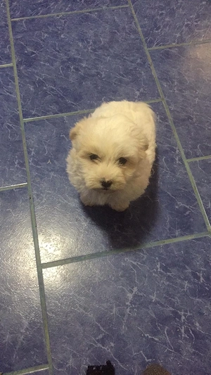 bichon havanez