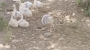 Boboci de gâscă de vânzare 