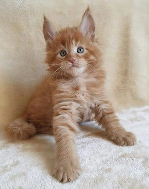 Maine coon băieței și fetițe  - imagine 2