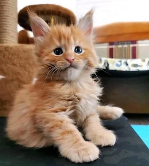 Maine coon pisoiași 