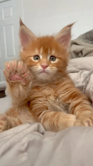 Maine coon băieței și fetițe 