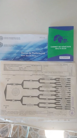 Vand ciobanesc caucazian