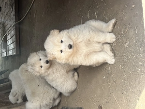 Vând pui de Samoyed - imagine 5