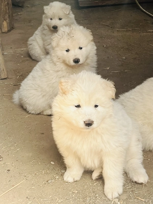 Vând pui de Samoyed - imagine 4
