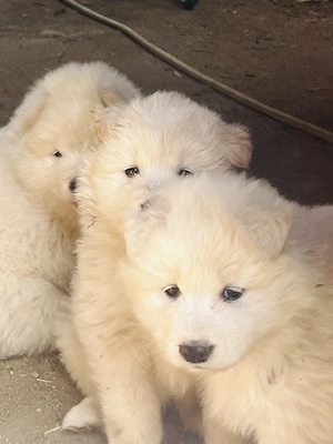 Vând pui de Samoyed - imagine 3